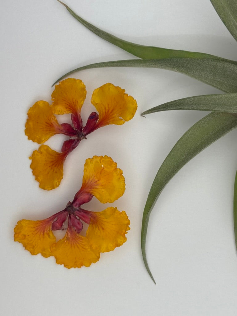 Desert Bird of Paradise - Whole Flower Stud Earrings