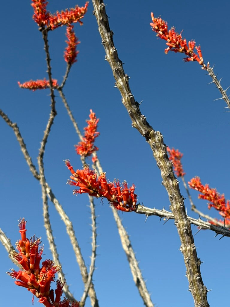Ocotillo Flower Earrings