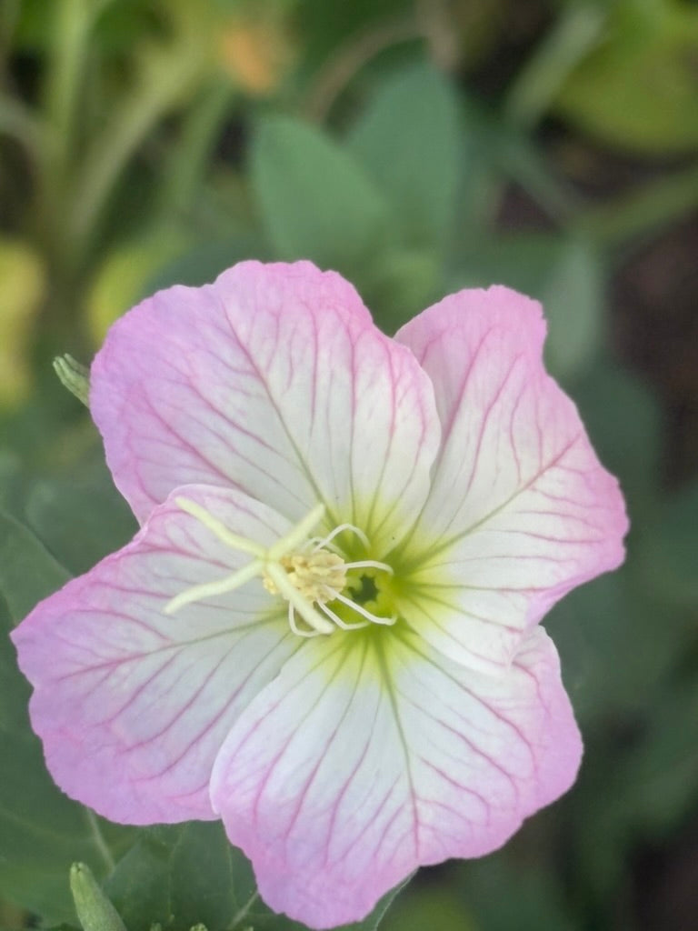 Mexican Evening Primrose