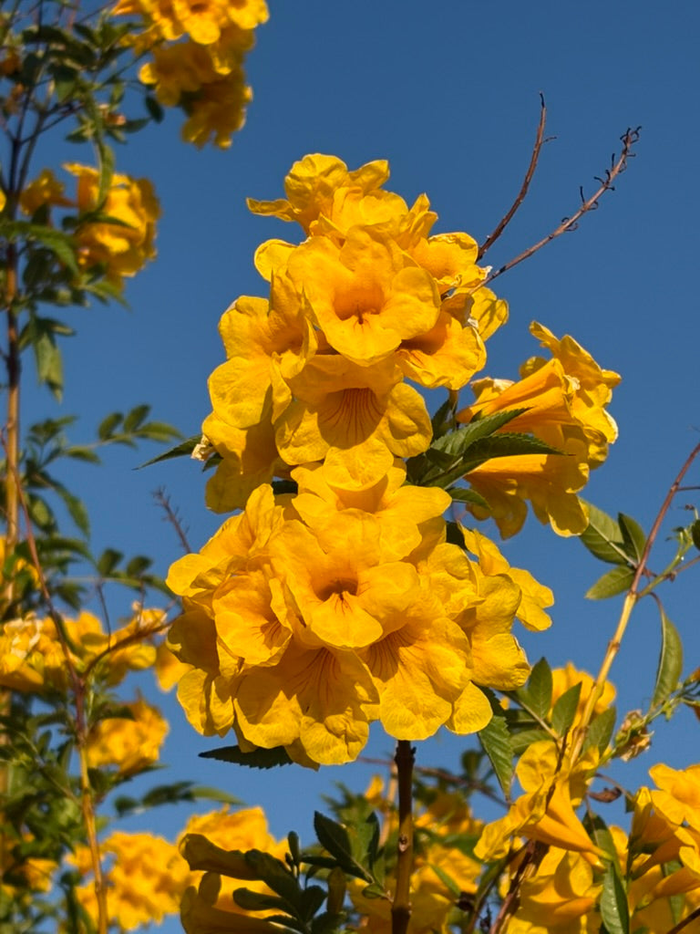 Arizona Yellow Bells Drop Earrings