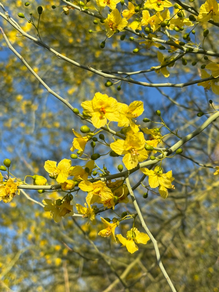Palo Verde Flower Necklace