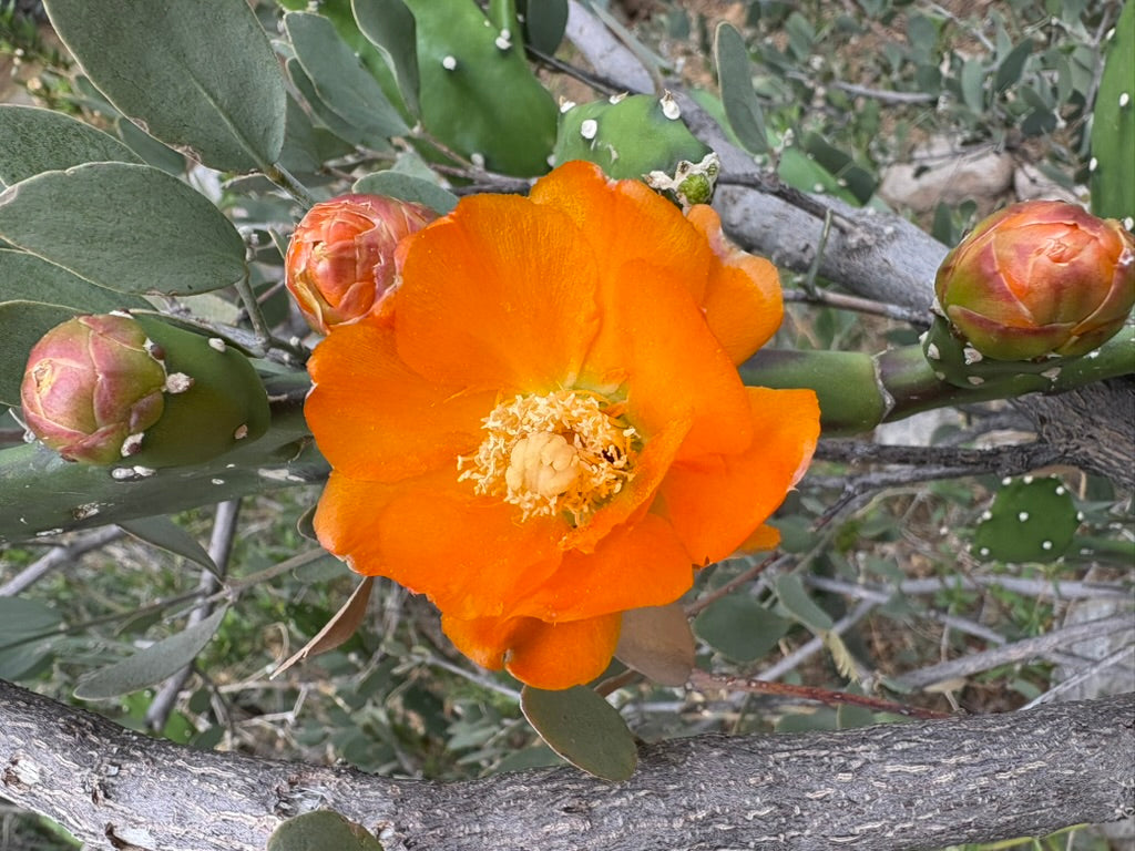 Prickly Pear Bolo Tie