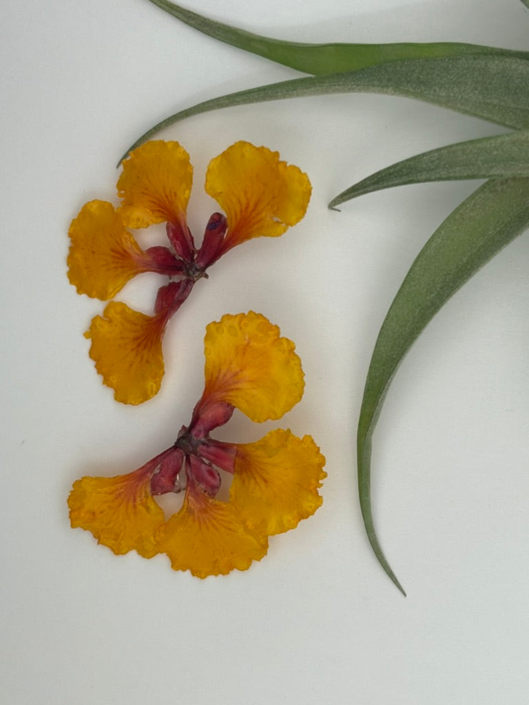 Desert Bird of Paradise - Whole Flower Stud Earrings