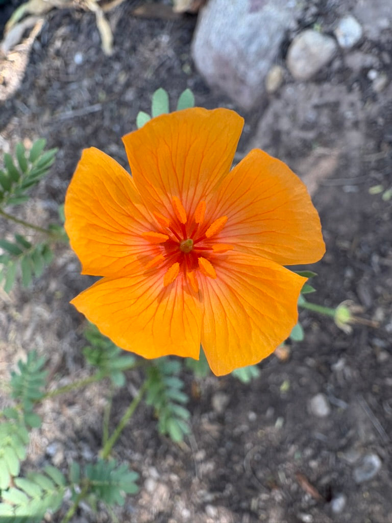 Arizona Poppy Earrings
