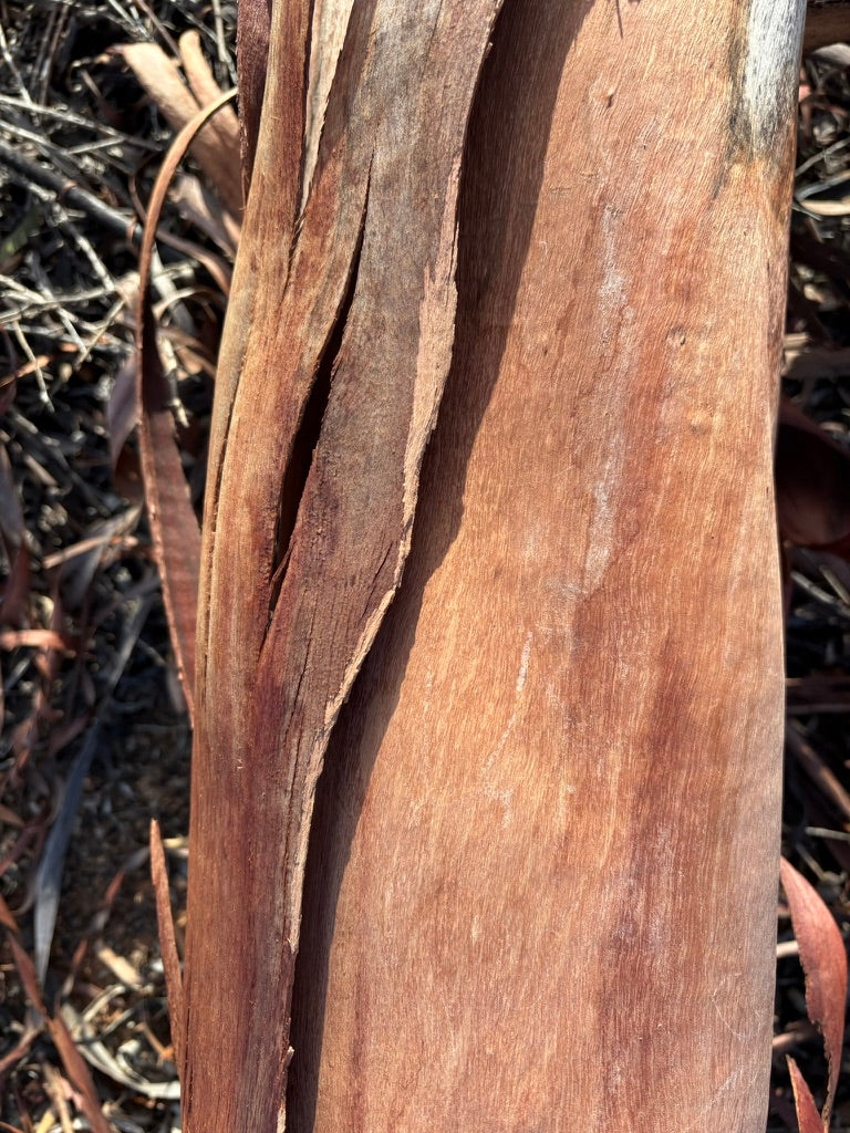 Eucalyptus Bark & Date Palm fiber