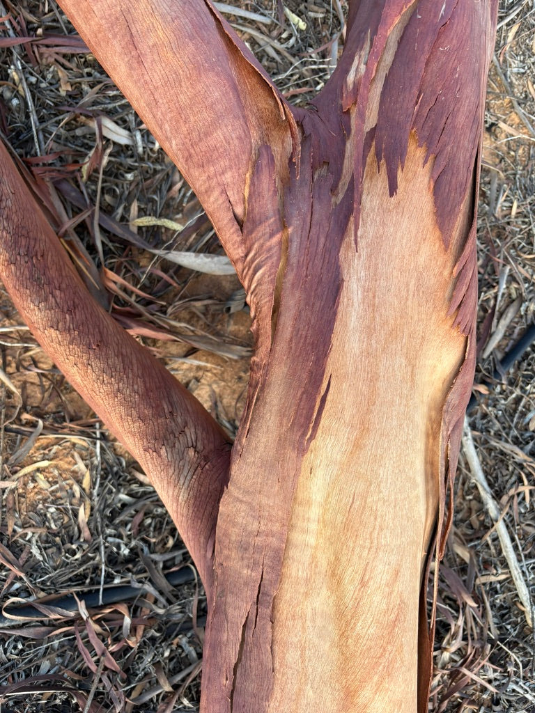 Red Gum Eucalyptus Bark Drop Earrings