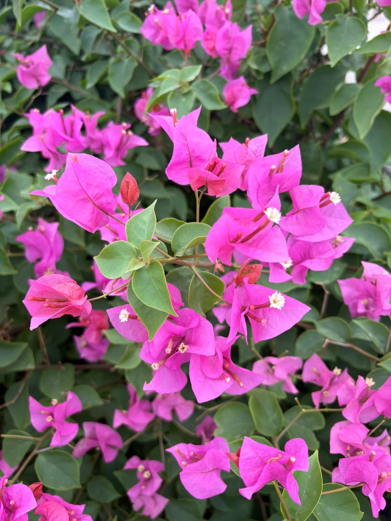 Whole Bougainvillea Flower Drop Earrings
