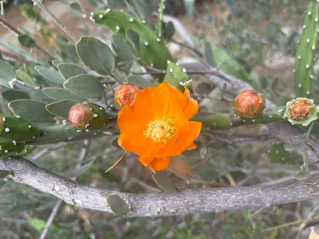 Prickly Pear Bolo Tie