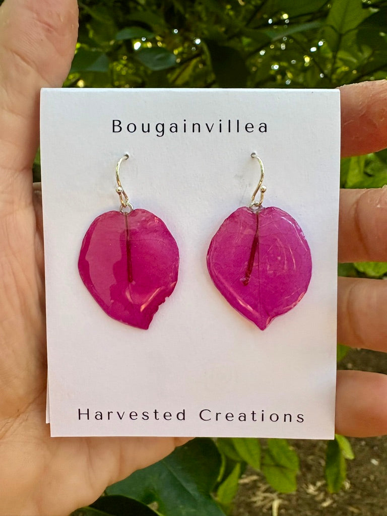 Bougainvillea