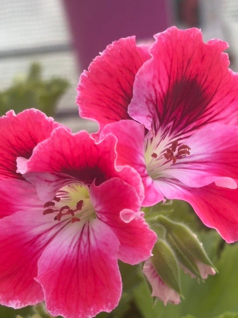 Geranium