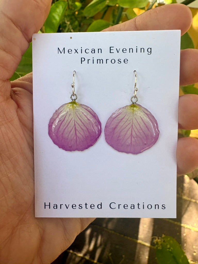 Mexican Evening Primrose