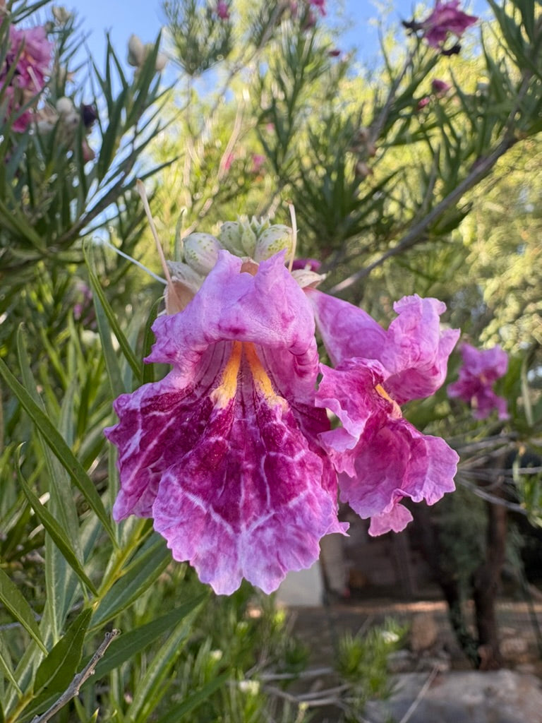 Desert Willow