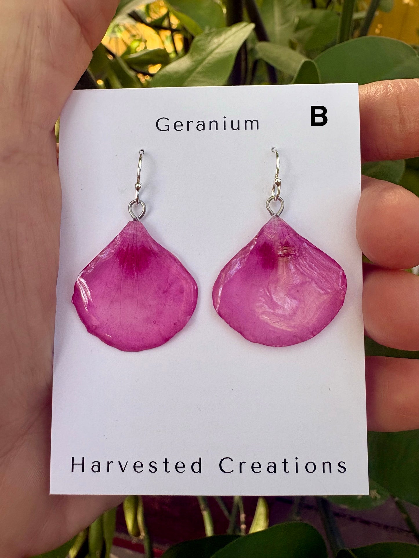 Geranium