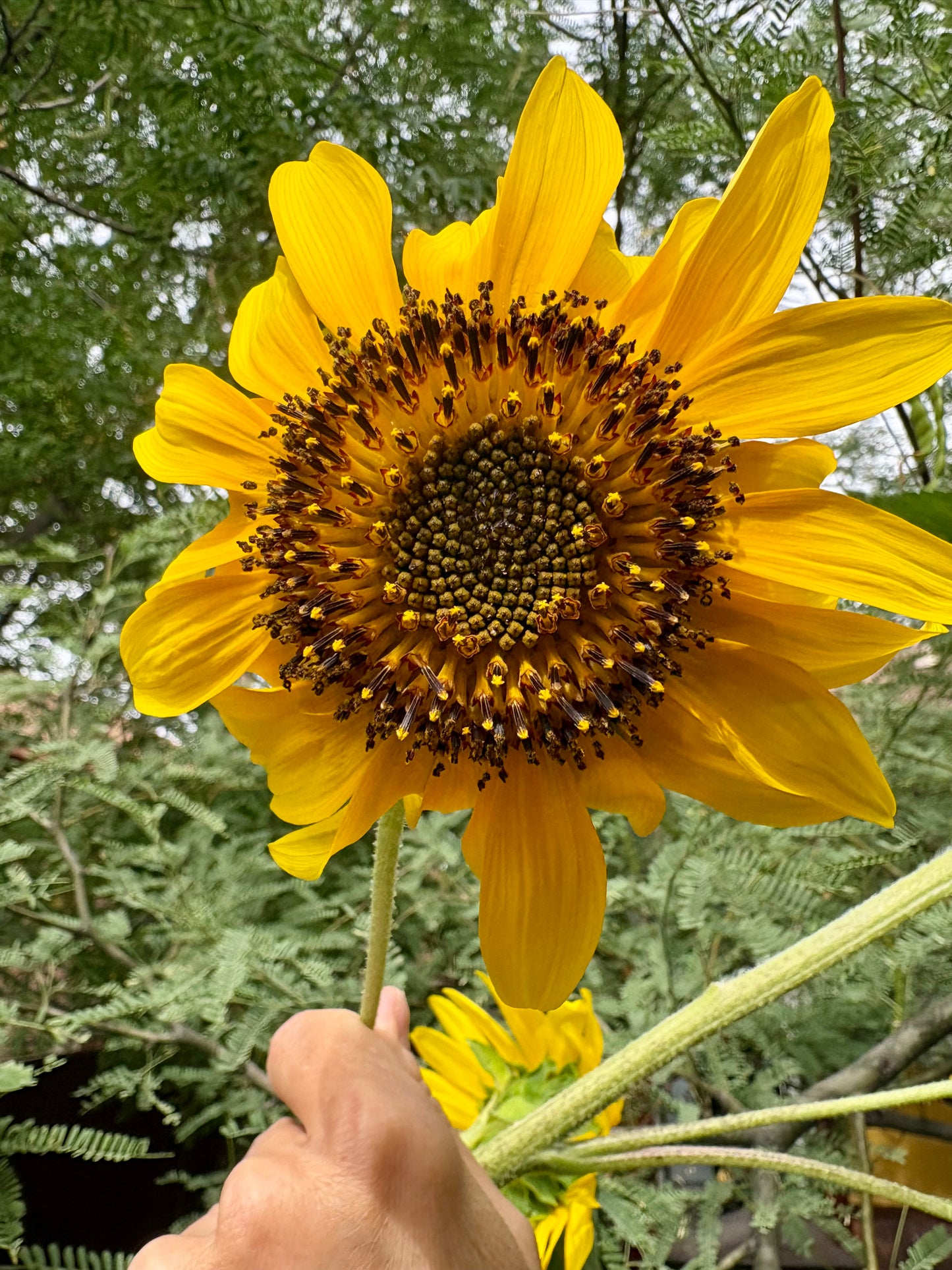 Sunflower