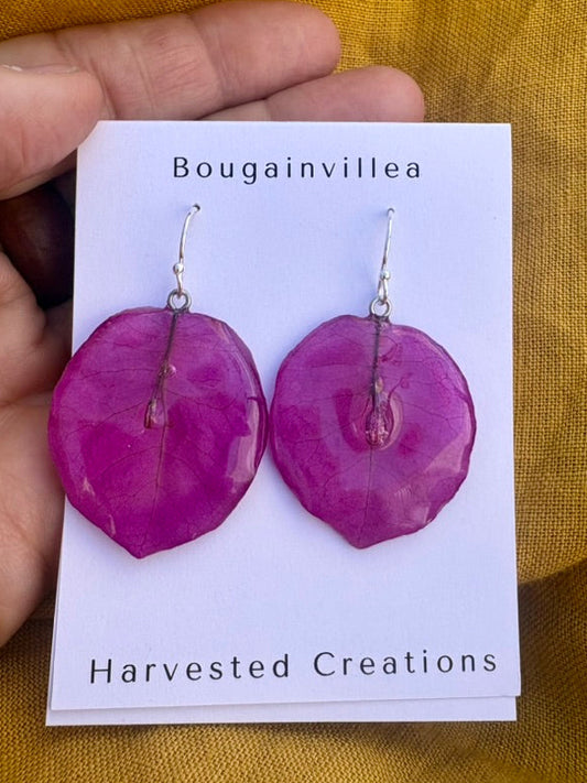 Bougainvillea