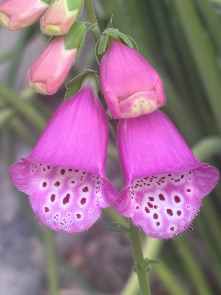 Foxglove
