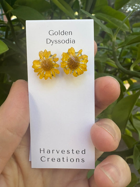 Large Golden Dyssodia Studs