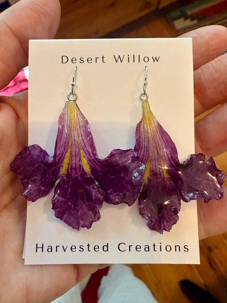 Desert Willow