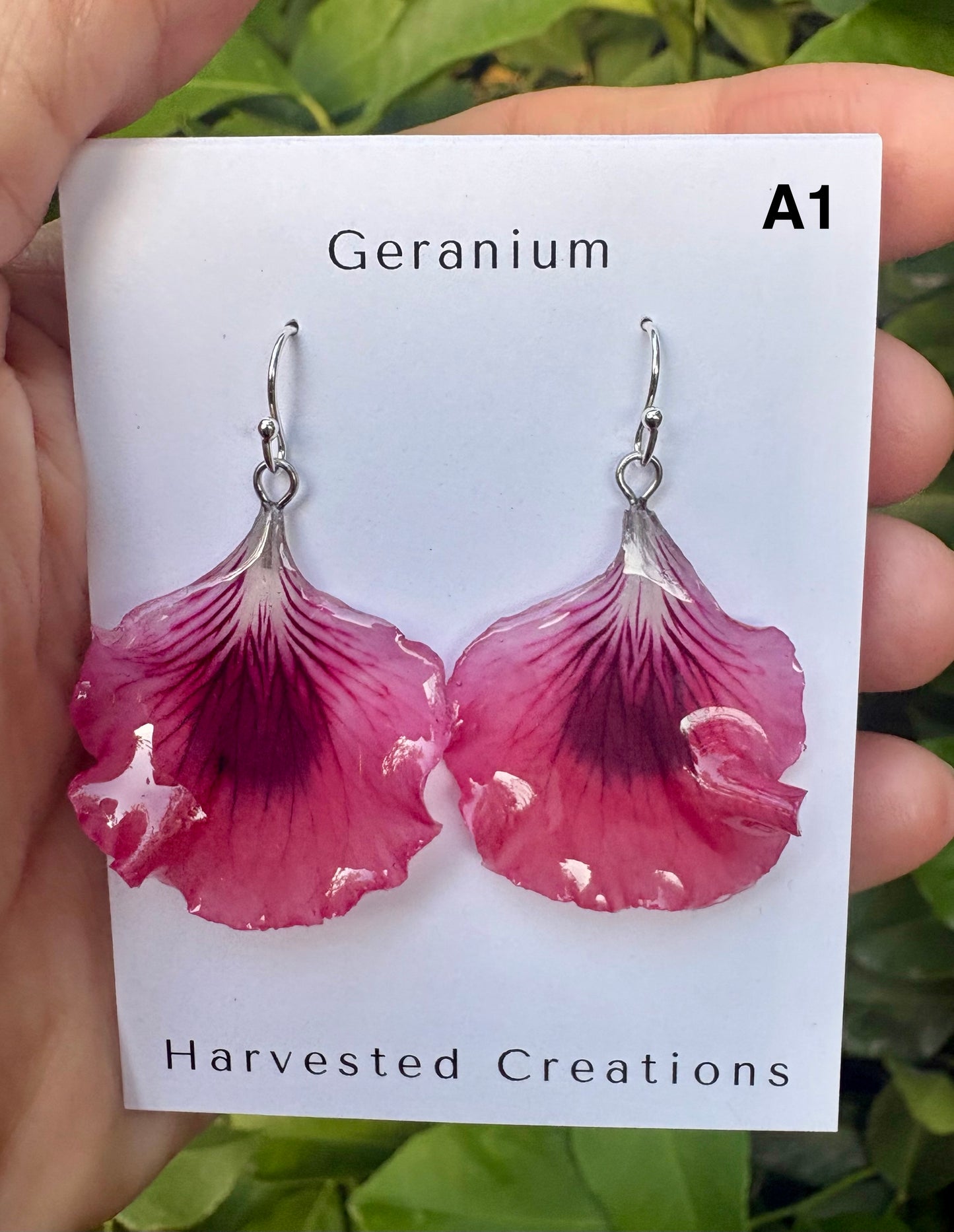Geranium