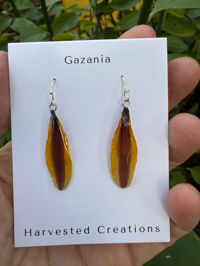Gazania Petals